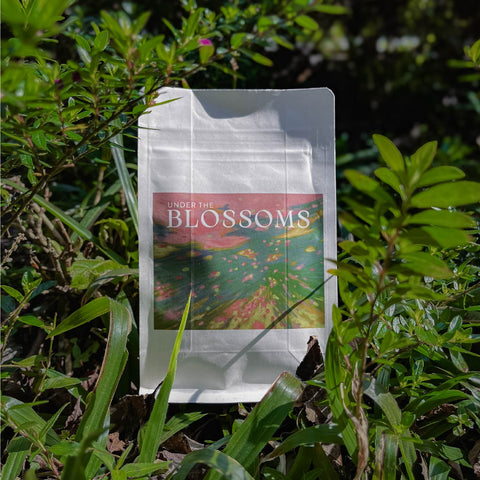 衣索比亞 柏娜 西達馬 74110 古蝶 日曬