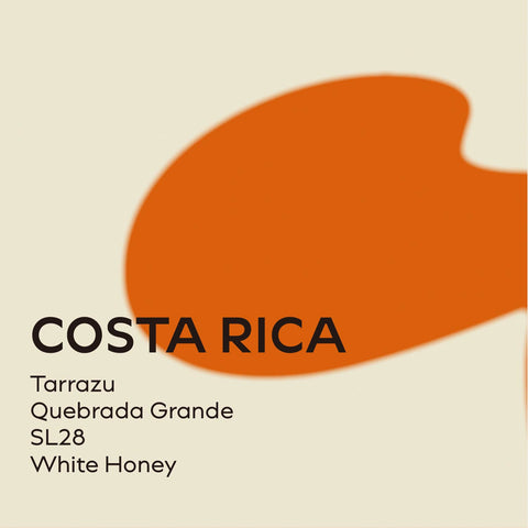 哥斯大黎加 塔拉珠 格蘭德莊園 白蜜處理