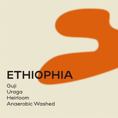 衣索比亞 烏拉嘎鎮 厭氧水洗