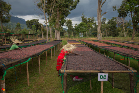 Hamasho Village – A Premium Coffee Terroir from the Bensa Highlands of Sidama