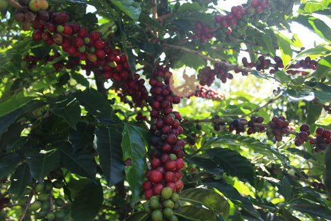 處理法介紹 Coffee Processing