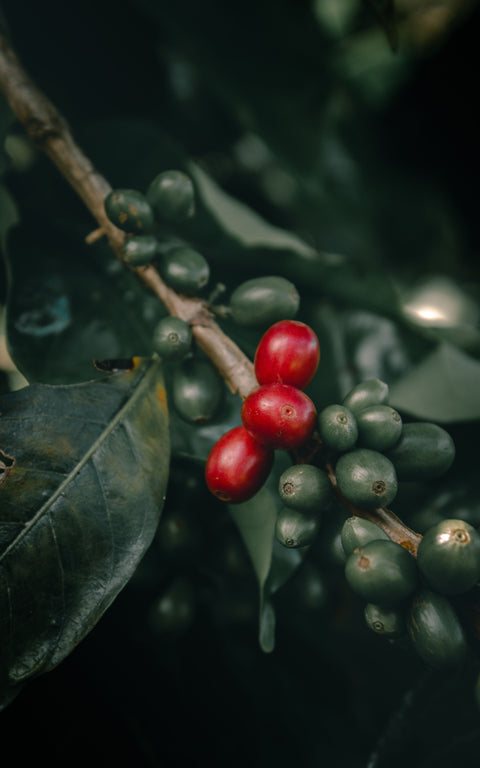 Zarza Coffee
